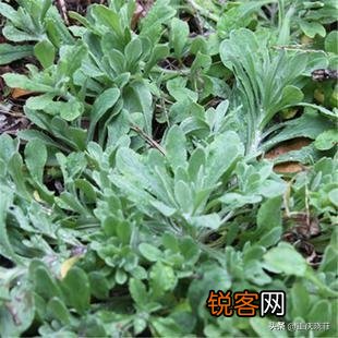 南方有什么好吃的野菜吗？