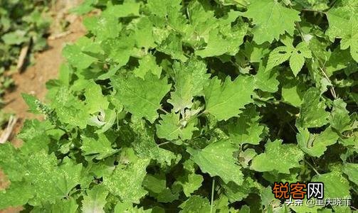 南方有什么好吃的野菜吗？