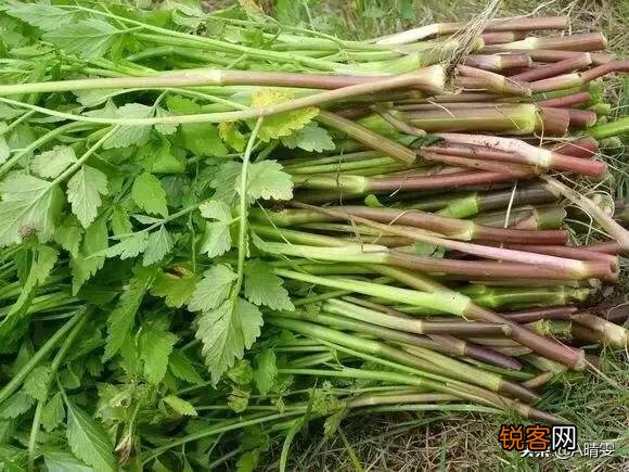 春天里,农村什么样的野菜有毒？
