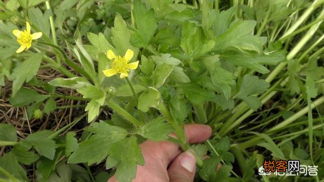 春天里,农村什么样的野菜有毒？