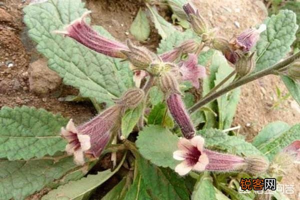 春天里,农村什么样的野菜有毒？