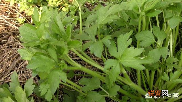 春天里,农村什么样的野菜有毒？