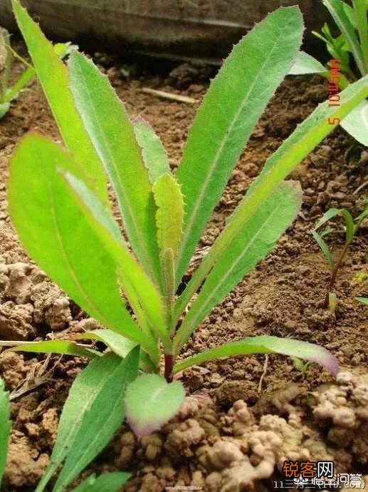 春天里,农村什么样的野菜有毒？