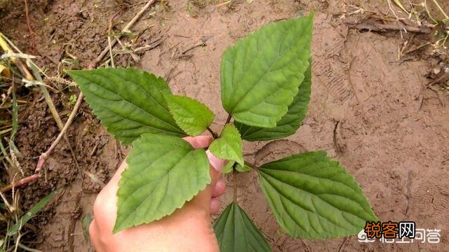 春天里,农村什么样的野菜有毒？