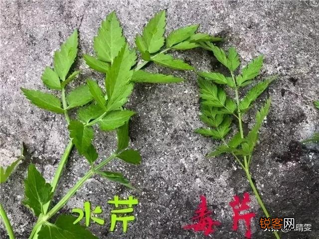 春天里,农村什么样的野菜有毒？