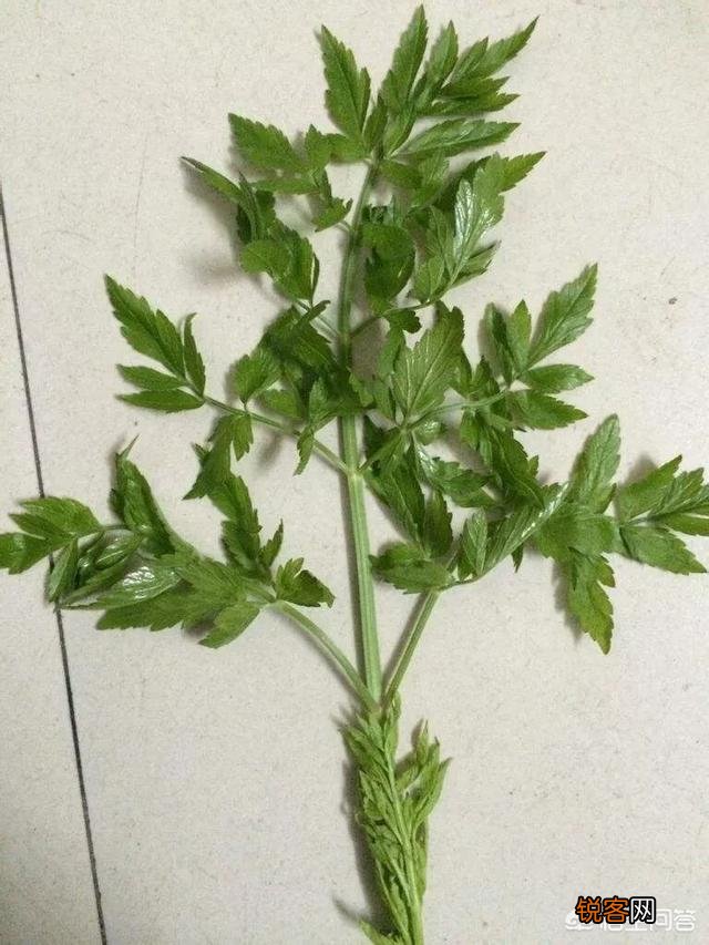 春天里,农村什么样的野菜有毒？