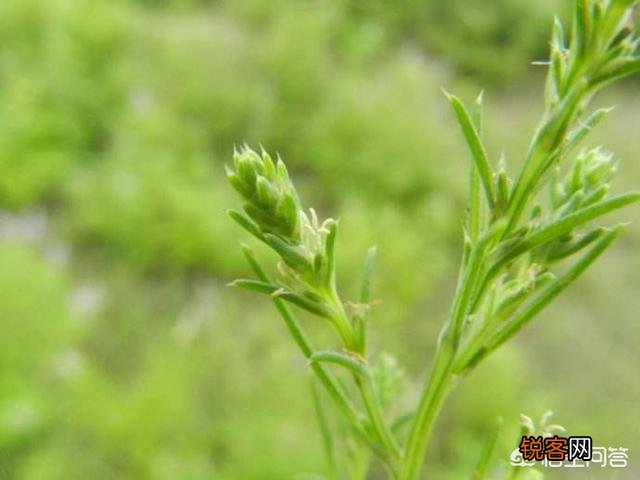野菜怎么做才好吃？