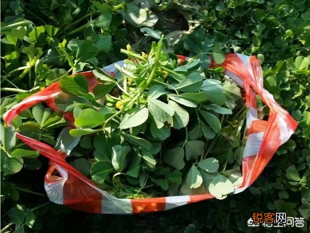 野菜怎么做才好吃？