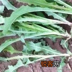 三四月份在你们老家都有什么爱吃的野菜？附上照片和名字最好？