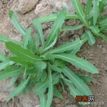 三四月份在你们老家都有什么爱吃的野菜？附上照片和名字最好？