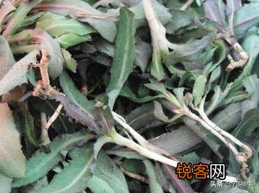 三四月份在你们老家都有什么爱吃的野菜？附上照片和名字最好？