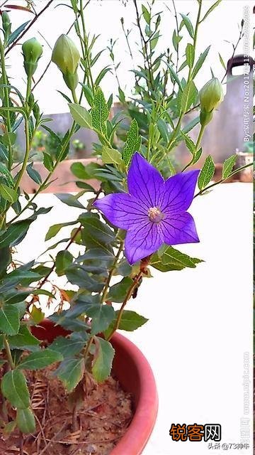 三四月份在你们老家都有什么爱吃的野菜？附上照片和名字最好？