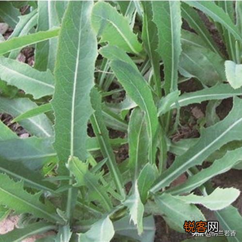 三四月份在你们老家都有什么爱吃的野菜？附上照片和名字最好？