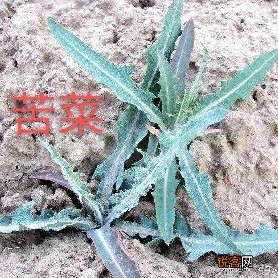 三四月份在你们老家都有什么爱吃的野菜？附上照片和名字最好？
