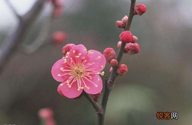 中国的名花是哪几种花 我国传统名花有哪些