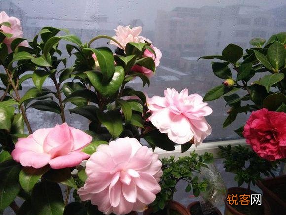 中国的名花是哪几种花 我国传统名花有哪些