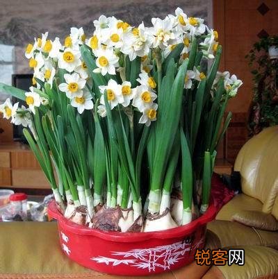 中国的名花是哪几种花 我国传统名花有哪些