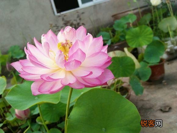中国的名花是哪几种花 我国传统名花有哪些