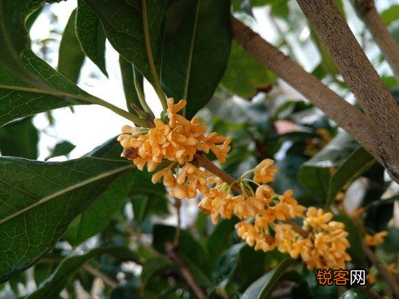 中国的名花是哪几种花 我国传统名花有哪些