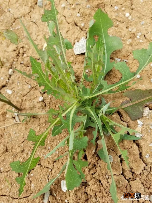 在农村我们叫它“灯笼花儿”用来喂猪,现在有人把它当野菜,真的能吃吗？
