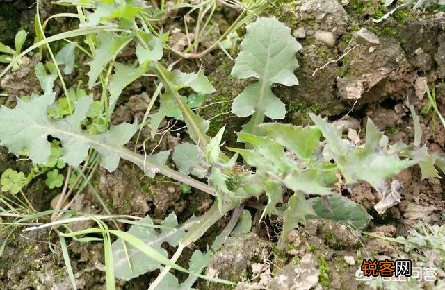 在农村我们叫它“灯笼花儿”用来喂猪,现在有人把它当野菜,真的能吃吗？