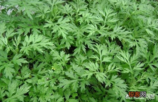哪几种农村野菜的食用人数较多？这些野菜对身体有何益处？