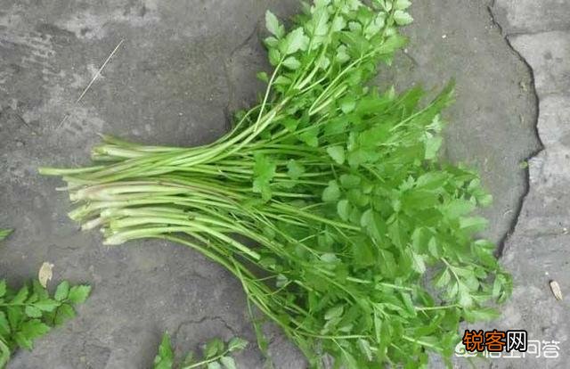 哪几种农村野菜的食用人数较多？这些野菜对身体有何益处？