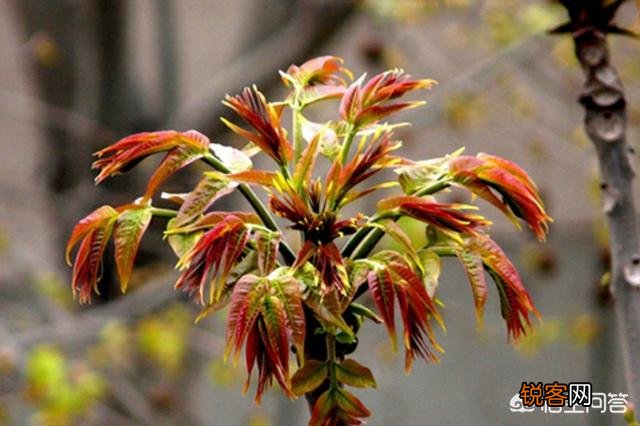 哪几种农村野菜的食用人数较多？这些野菜对身体有何益处？
