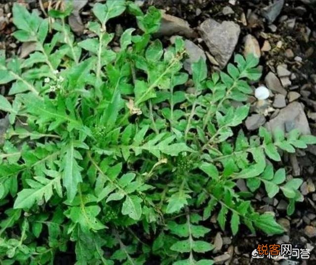 哪几种农村野菜的食用人数较多？这些野菜对身体有何益处？