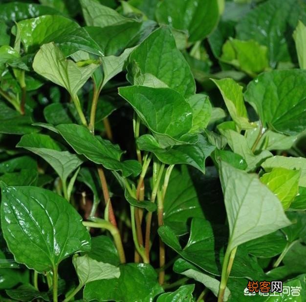哪几种农村野菜的食用人数较多？这些野菜对身体有何益处？