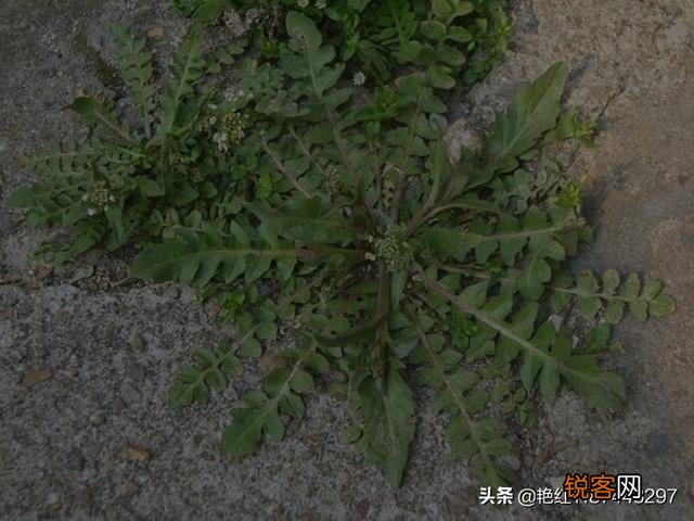 哪些野菜可以人工种植？种植的野菜每亩效益如何？