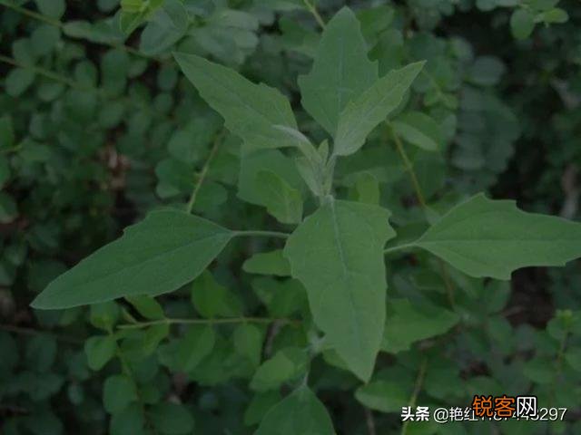 哪些野菜可以人工种植？种植的野菜每亩效益如何？