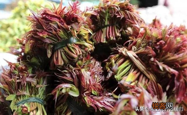 哪些野菜可以人工种植？种植的野菜每亩效益如何？
