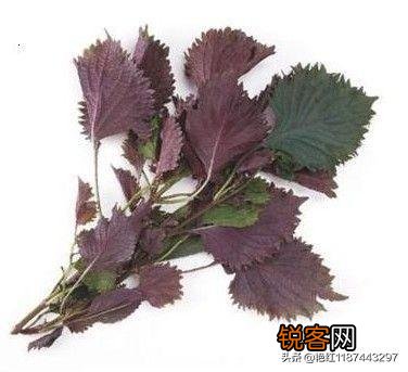 哪些野菜可以人工种植？种植的野菜每亩效益如何？