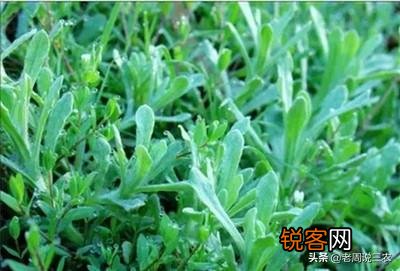 哪些野菜可以人工种植？种植的野菜每亩效益如何？