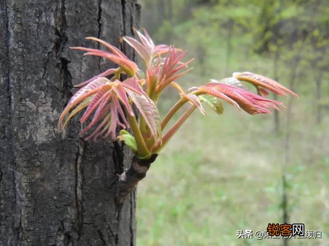 哪些野菜可以人工种植？种植的野菜每亩效益如何？