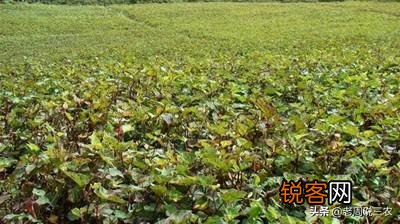 哪些野菜可以人工种植？种植的野菜每亩效益如何？