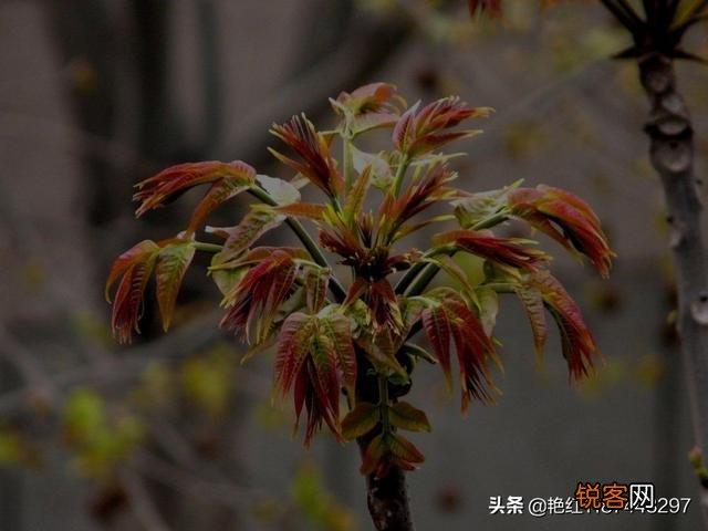 哪些野菜可以人工种植？种植的野菜每亩效益如何？