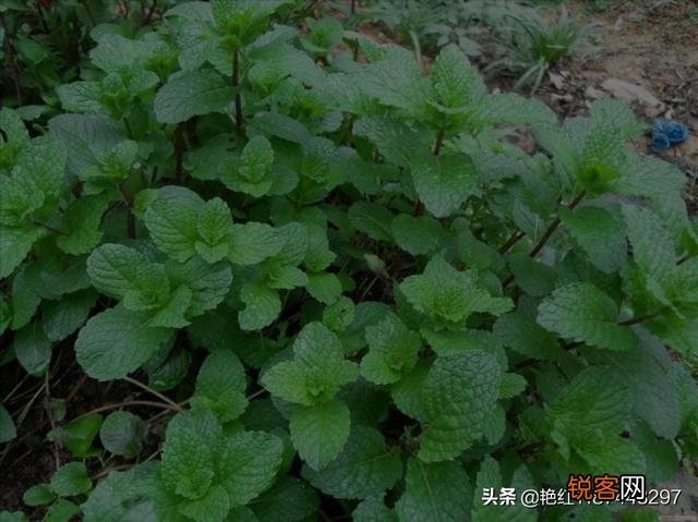 哪些野菜可以人工种植？种植的野菜每亩效益如何？