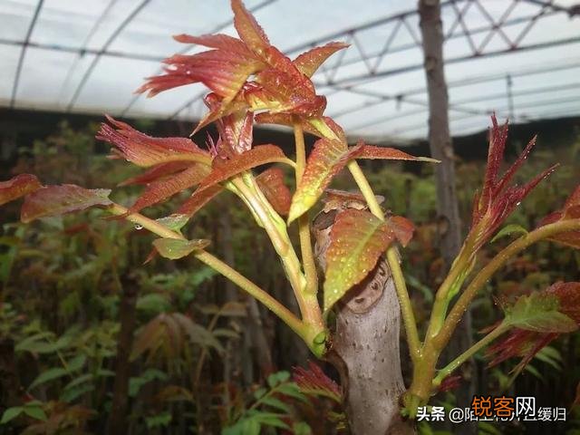 哪些野菜可以人工种植？种植的野菜每亩效益如何？