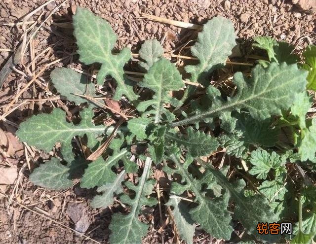 春天到了,还有哪些野菜可以当盘中美食呢？你吃过哪些野菜呢？