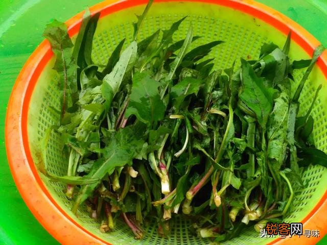 春天到了,还有哪些野菜可以当盘中美食呢？你吃过哪些野菜呢？