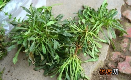 春天到了,还有哪些野菜可以当盘中美食呢？你吃过哪些野菜呢？