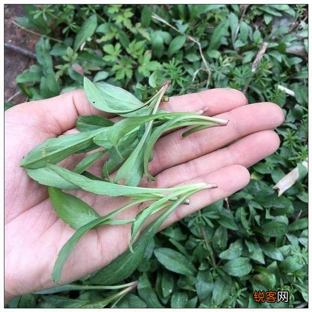 春天到了,还有哪些野菜可以当盘中美食呢？你吃过哪些野菜呢？