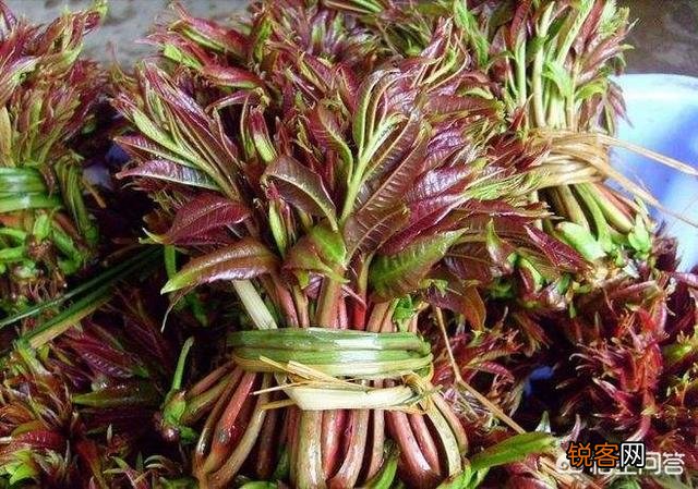4月了,农村里还有哪些野菜可以釆挖的?