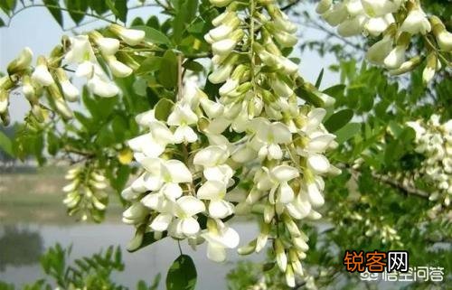 4月了,农村里还有哪些野菜可以釆挖的?