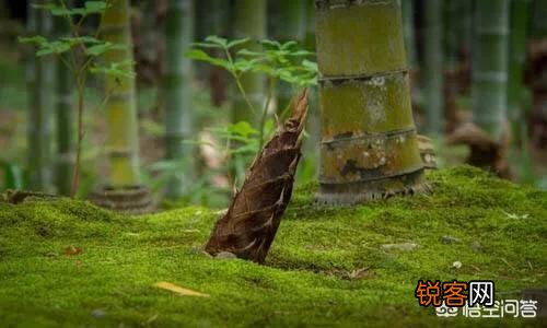 在农村挖野菜吃时,应注意些什么？有哪些野菜哪些人不能吃？
