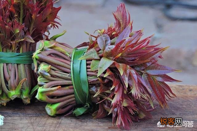 在农村挖野菜吃时,应注意些什么？有哪些野菜哪些人不能吃？
