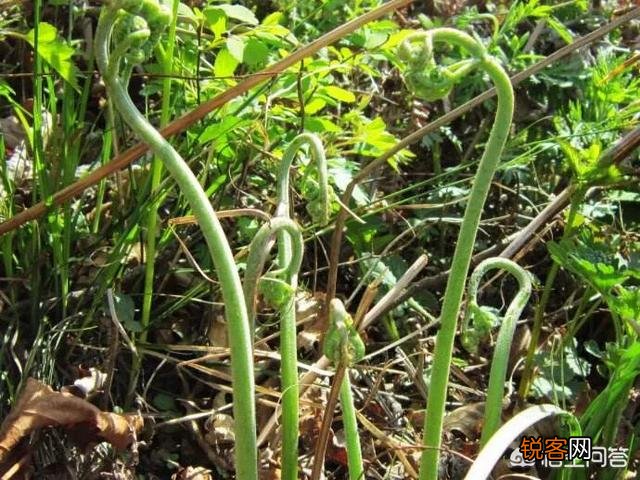 在农村挖野菜吃时,应注意些什么？有哪些野菜哪些人不能吃？