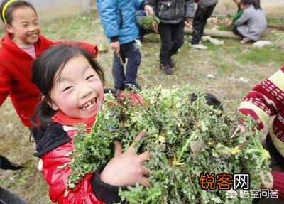 在农村挖野菜吃时,应注意些什么？有哪些野菜哪些人不能吃？